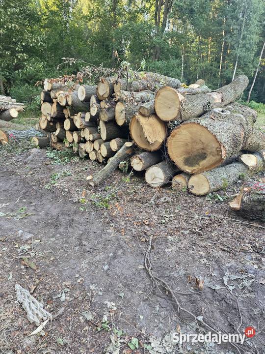 Kłody liściaste na blaty monolity i stoły z Goleniów
