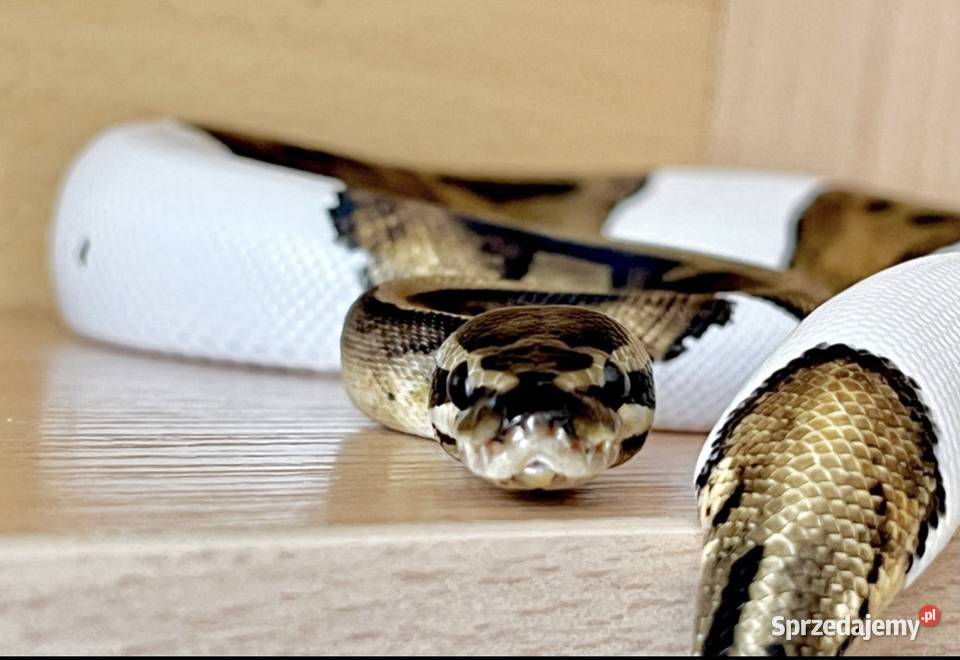 Wąż Pyton królewski Piebald Pied SMILE cb21 sprzedam