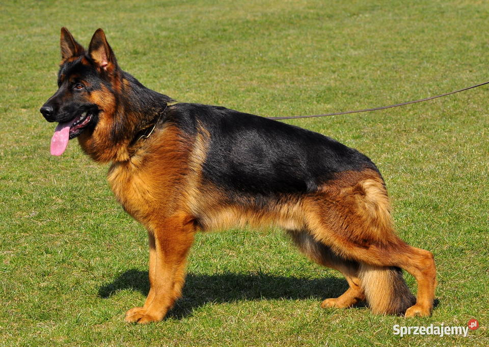 Owczarek niemiecki FCI Owczarek sprzedam