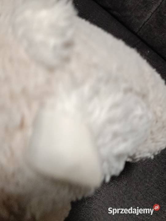 pluszowa maskotka królika Poznań