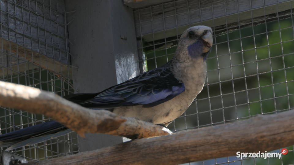 Rozella Królewska Niebieska Zelów