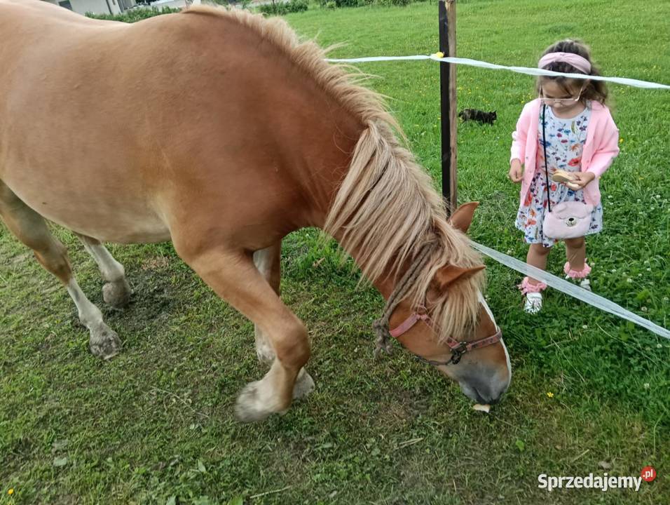 Sprzedam żrebicę zimnokrwistą
