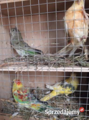 Unikatowe świergotki Orange Kremino Ptaki Jędrzejów