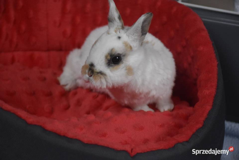 Karzełek rex Miniaturka Mini królik miniaturka Lipno