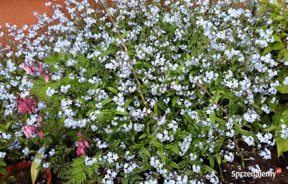 Marcinki jesienne kwiaty mrozoodporne Łódź