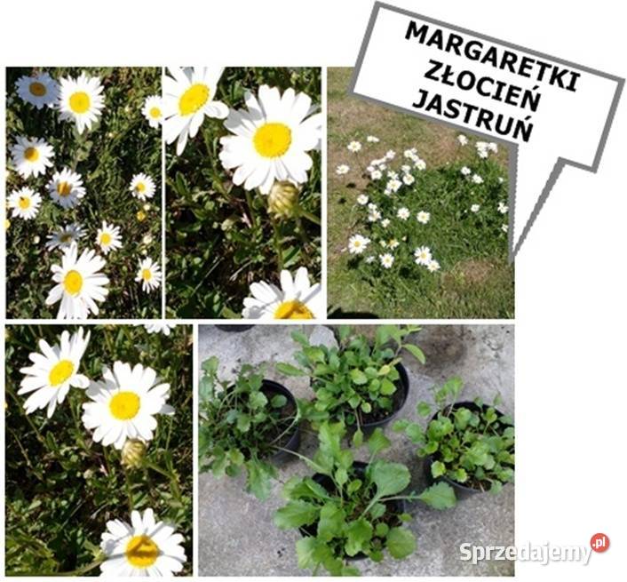 ROŚLINA NA UKĄSZENIA ozdoba ROJNIKwiele innych Koszalin sprzedam