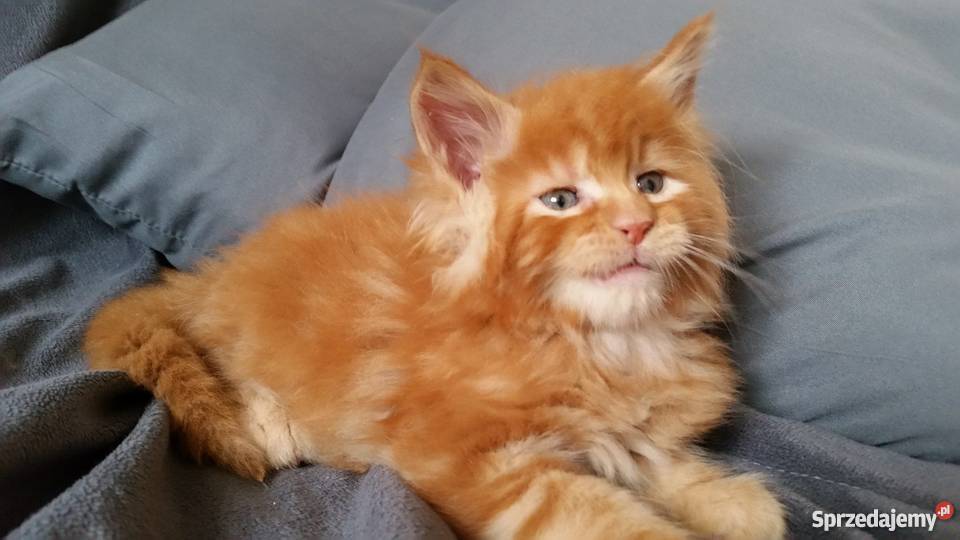 maine coon rudy kocur bedzie duży dolnośląskie Lubin