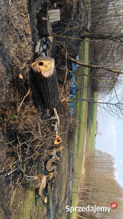 Oferuję wycinki drzew przycinanie karczowanie Lublin