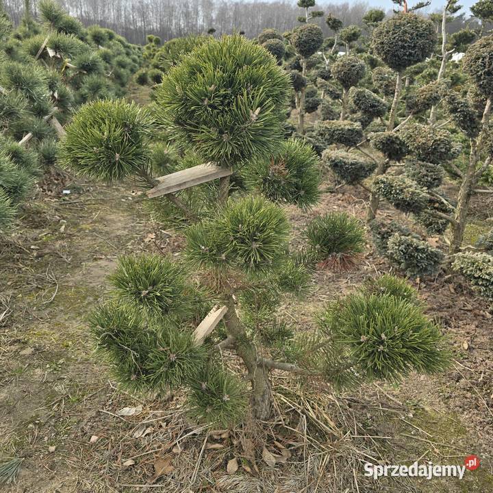 Thuja Smaragd 120 PRODUCENT Rydzyny sprzedam