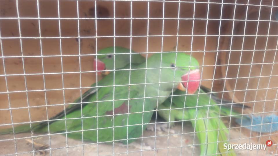 Papugi aleksandretty wielkie Ptaki Wieliczka