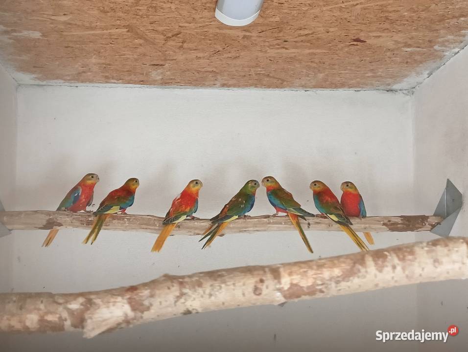 Łąkówka turkusowa opalowa