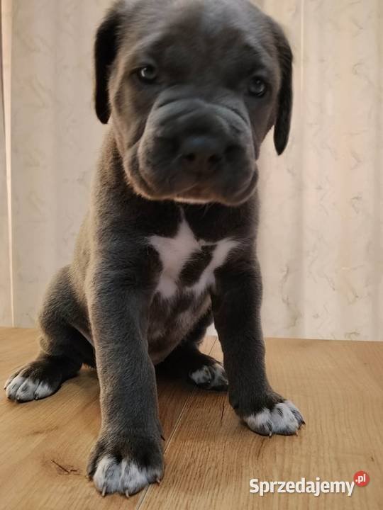 Cane Corso Italiano Łuków