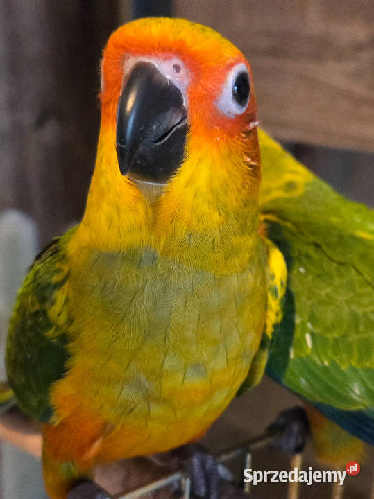 Konura słoneczna konury słoneczne Skarszewy