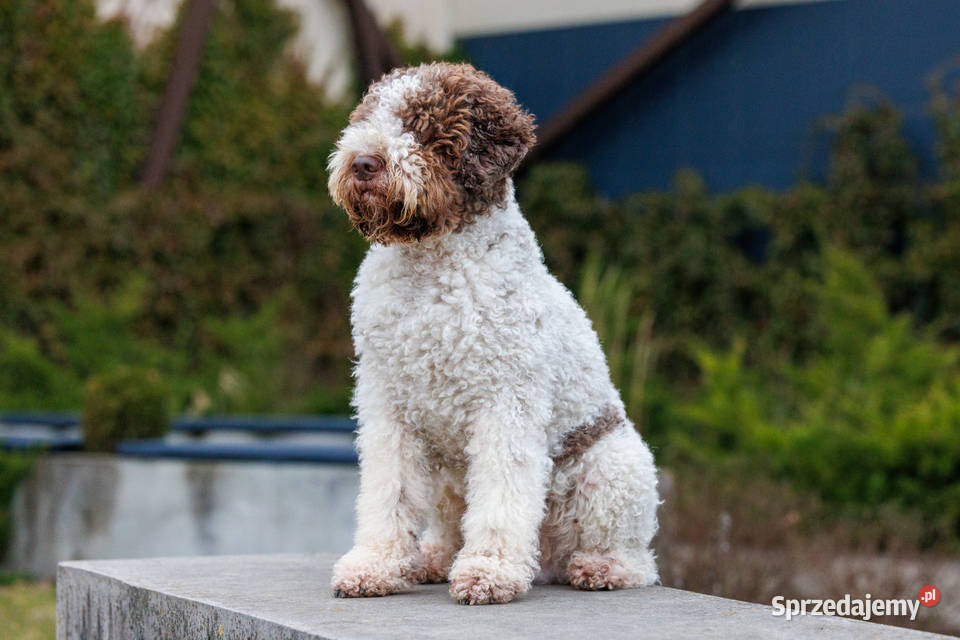 Lagotto romagnolo FCI zapowiedź miotu marzec Rozgarty
