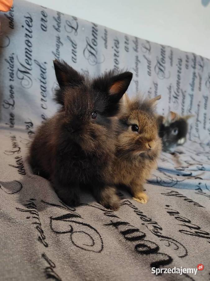 Królik miniaturka Lewek baranek długowłosy śląskie Łodygowice