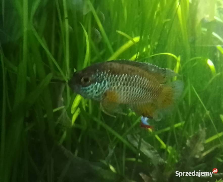 Akara Paskowana samiec Kraków