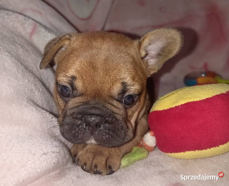 Buldog francuski szcenieta mazowieckie Legionowo