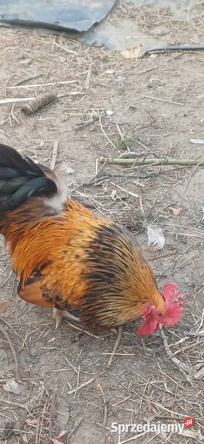 Koguty Miniaturki Zaborówek