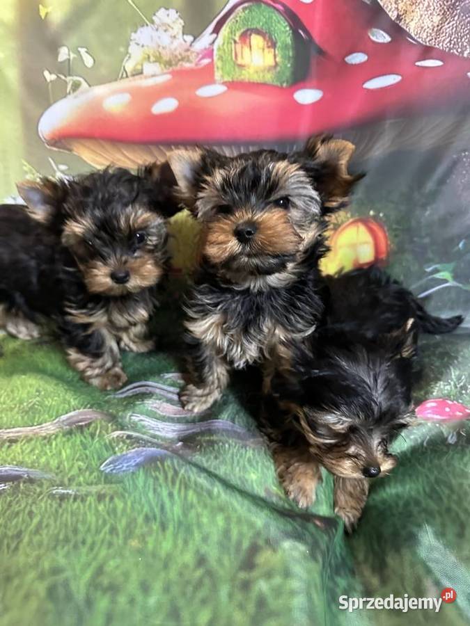 Yorkshire Terrier Wrocław