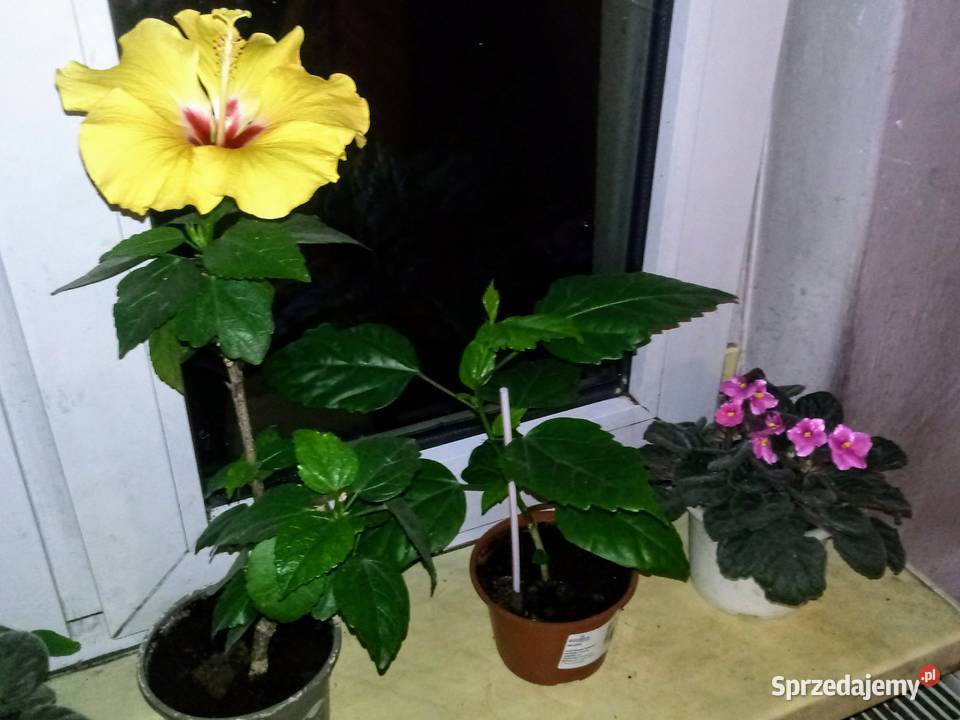 Róża chińska hibiskus Kwiat domowy Skierniewice