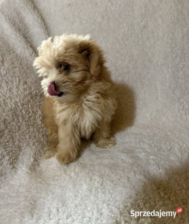Maltipoo malutkie Maltańczykpudel toy Pozostałe dolnośląskie Bielany Wrocławskie