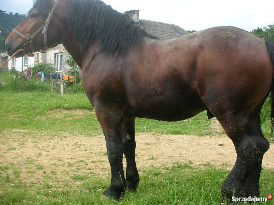 sprzedam konie szpaki gniade Limanowa