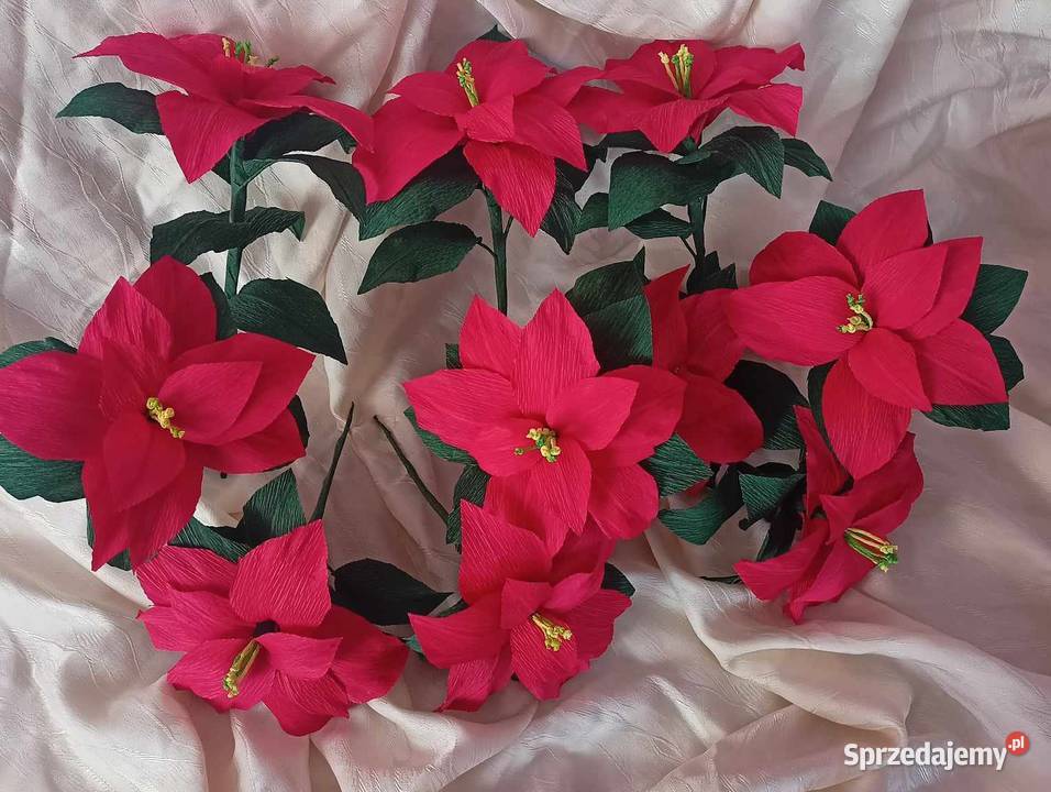 Gwiazdy betlejemskie Kompozycje kwiatowe Gorlice sprzedam