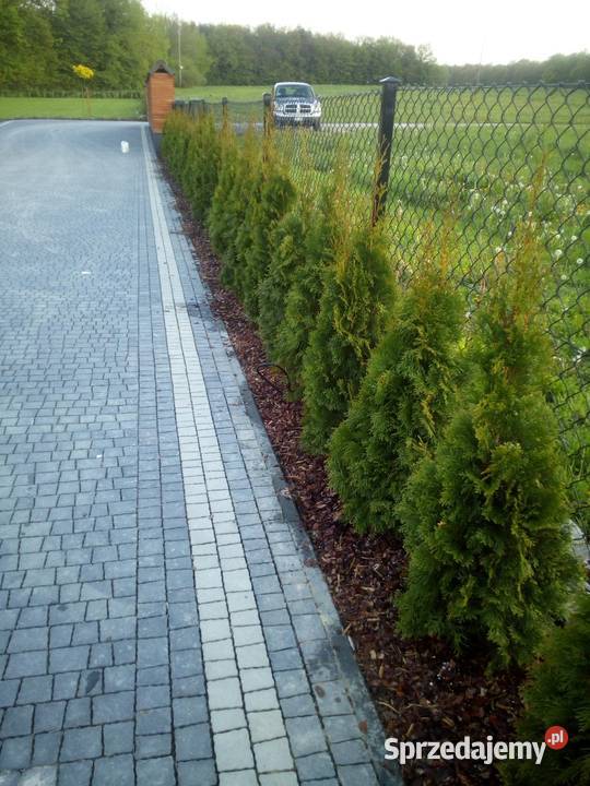 Tuja szmaragd tuje thuja szmaragdowa na żywopłot Łomianki Dolne