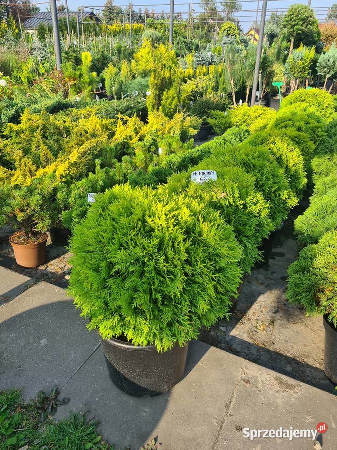 Thuja Golden Globe 6080 złota kula Szkółka
