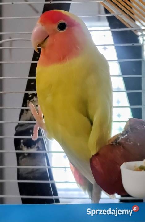 Nierozłączka samiczka Tarnów