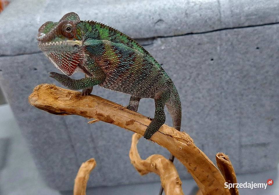 Kameleon lamparci samiczka Wołomin