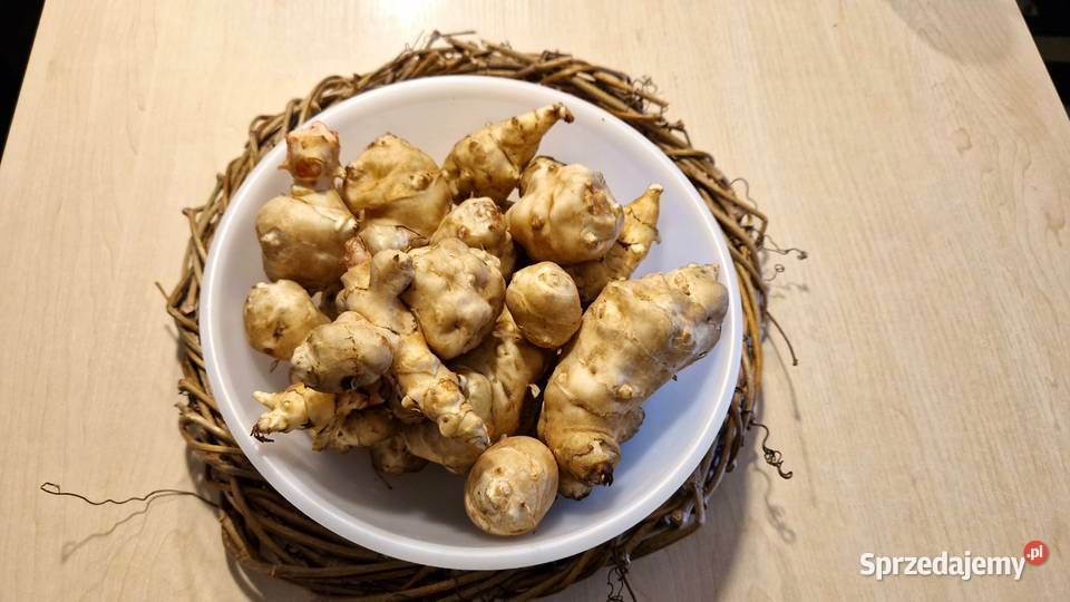 Topinambur Karczoch jerozolimski Słonecznik małopolskie Bochnia