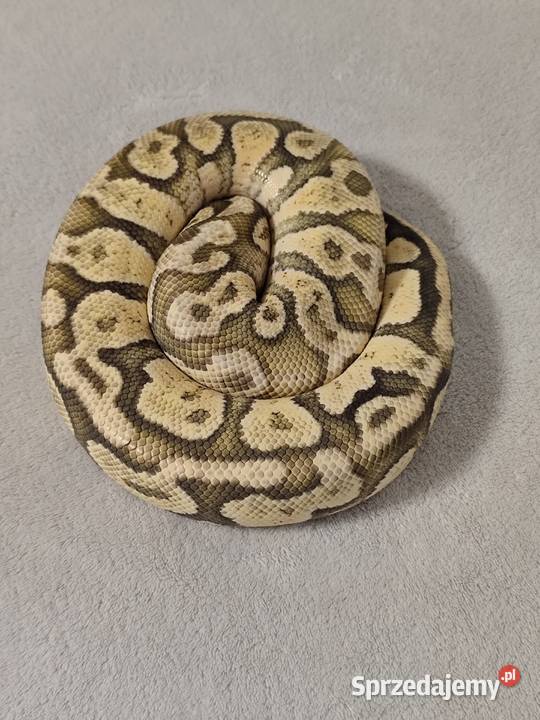 Dorosły samiec Firefly Hypo mazowieckie Pruszków sprzedam