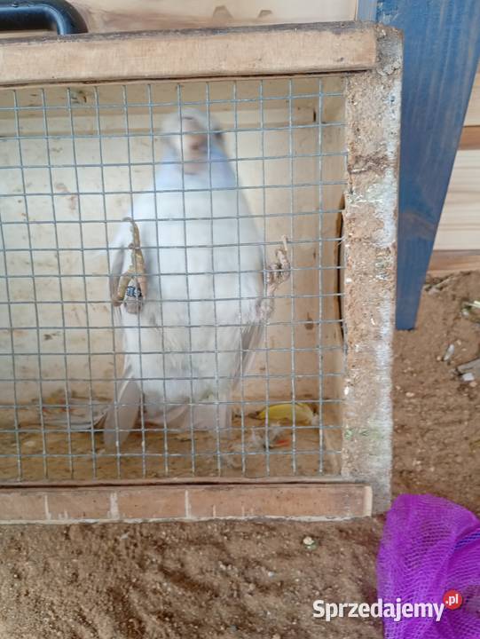 Rozele królewskie Ptaki Zduńska Wola