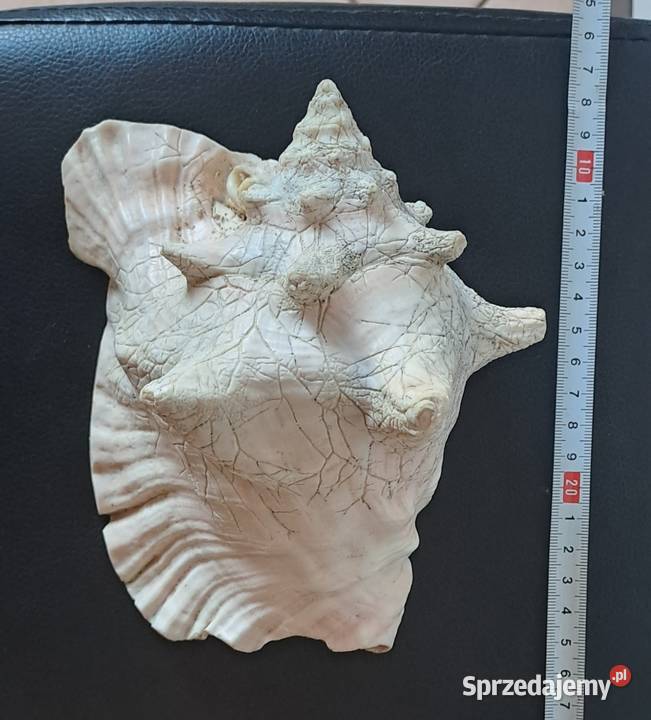 Muszla ozdobna stara Prl Pozostałe Wrocław