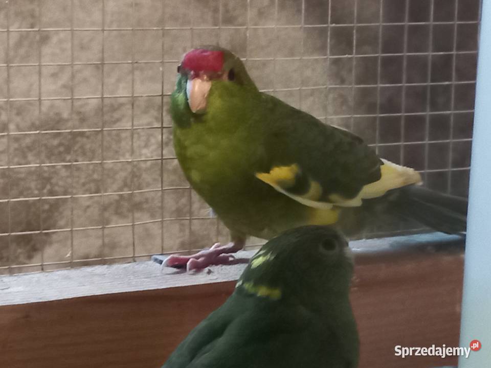 Modrolotki kozie Samice 25 obrączka stała Faustianka