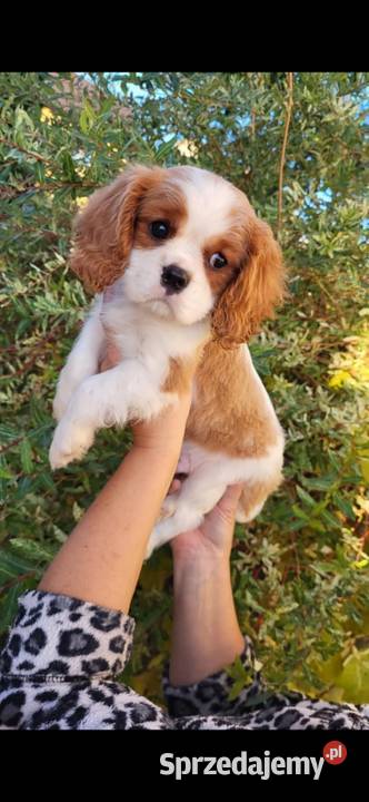 Dwa pieski cavalier King Charlie spaniel Cavalier King Charles Spaniel Kielce
