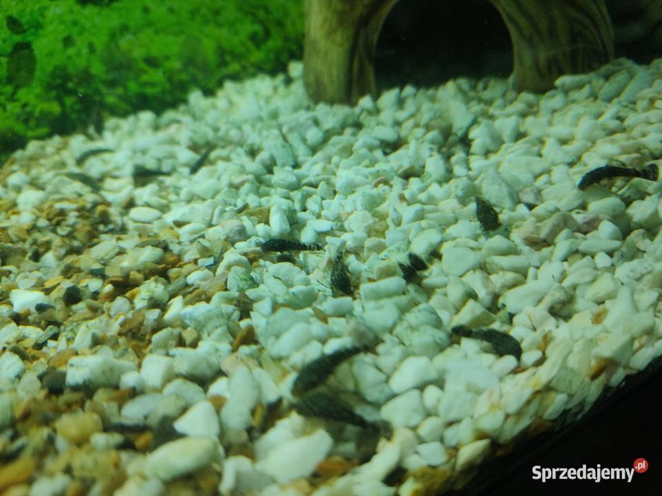 Rybki akwariowe glonojad zbrojnik Ryby Ryby Nowy Targ sprzedam
