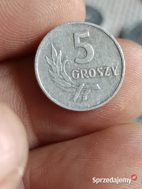 Sprzedam monete 5 groszy 1949 xxx lubelskie Chełm sprzedam