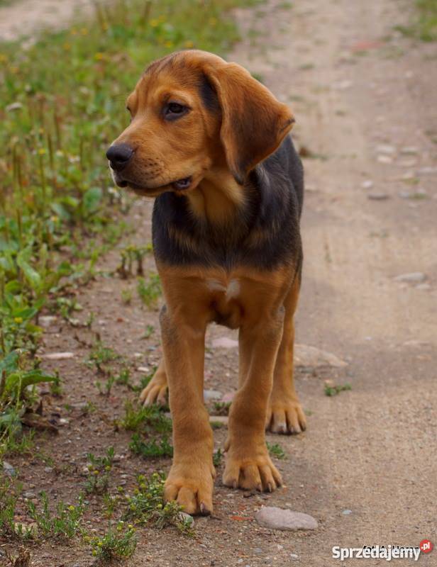 OGAR POLSKI Gdańsk sprzedam