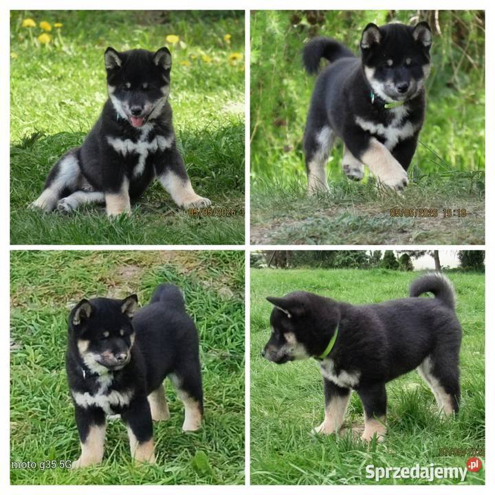 SHIBA INU Nowy miot przyjmujemy zamówienia Pozostałe Bychawka Trzecia