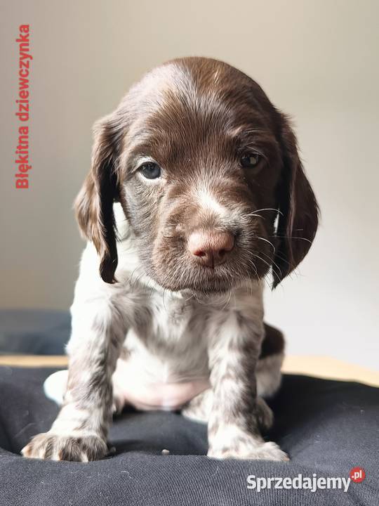 Polski Spaniel Myśliwski świętokrzyskie Kielce