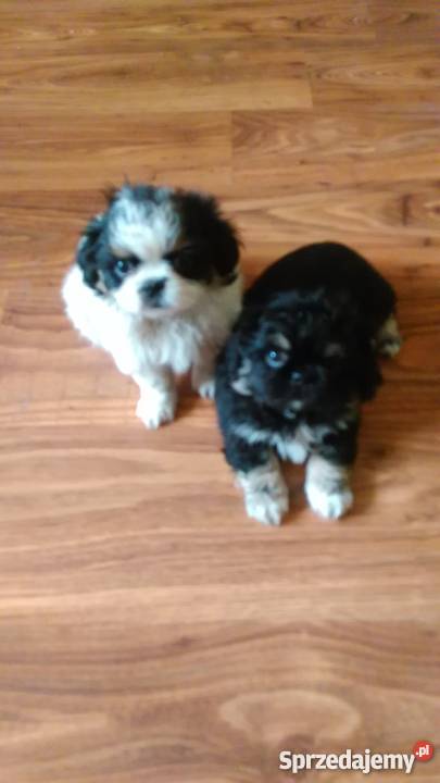 Śliczne pekińczyki suczki Kraków