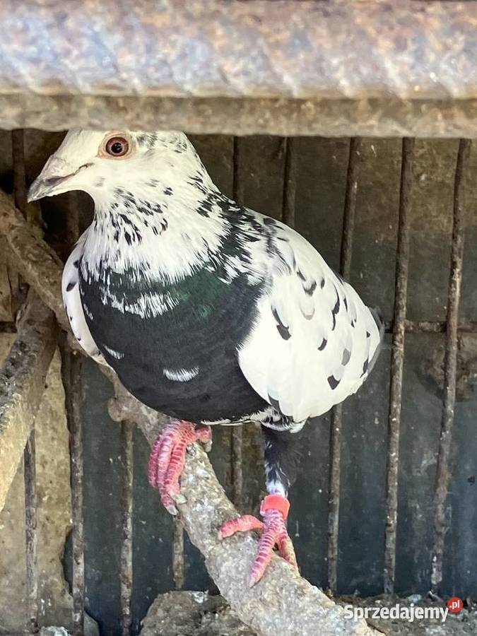 Sprzedam gołębie ozdobne sprzedam