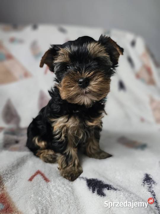Dziewczynka Yorkshire Terrier Wyprawka Chip Częstochowa sprzedam