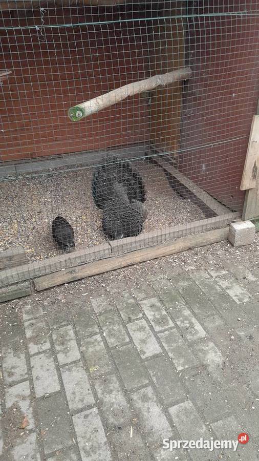 Sprzedam samca bażanta wieloszpona Raków