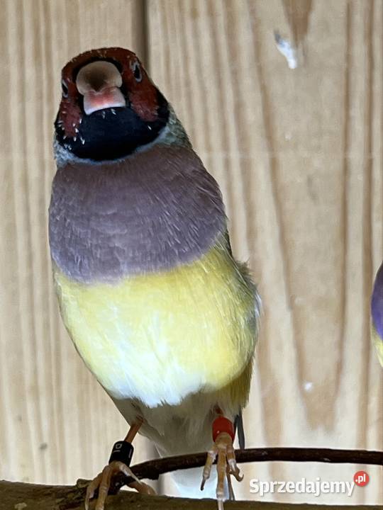 Amadyna wspaniała samiczka 2025r śląskie Ruda Śląska