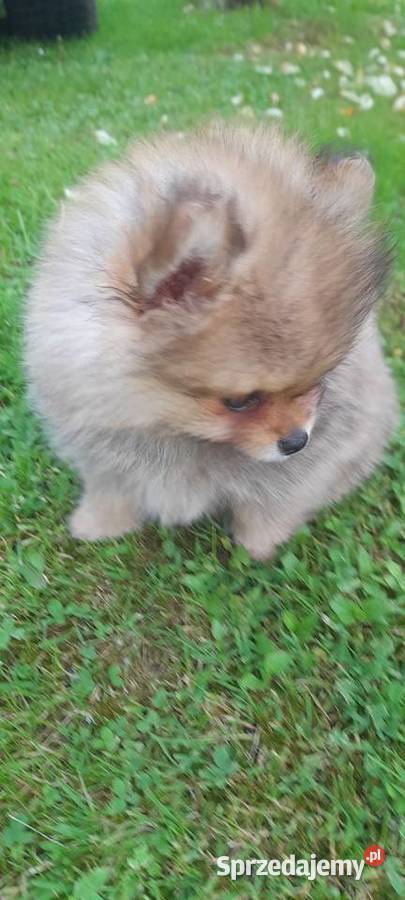 Szpic miniaturowy pomeranian Wieliczka