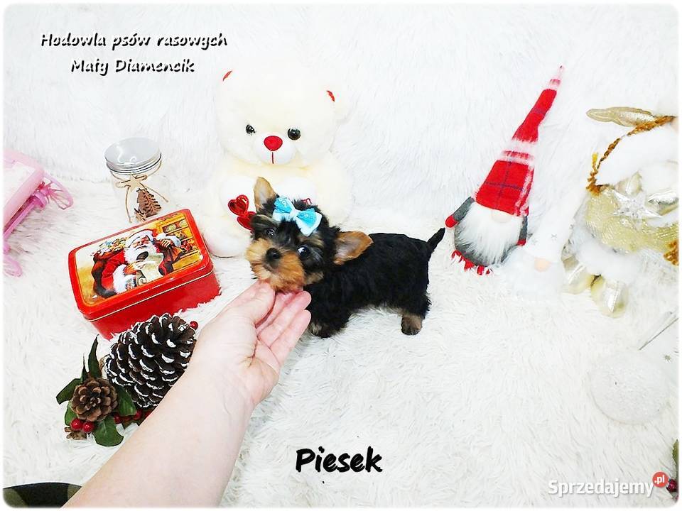 Mini XS Malutki Piesek Yorkshire Terrier Do lubuskie Żary