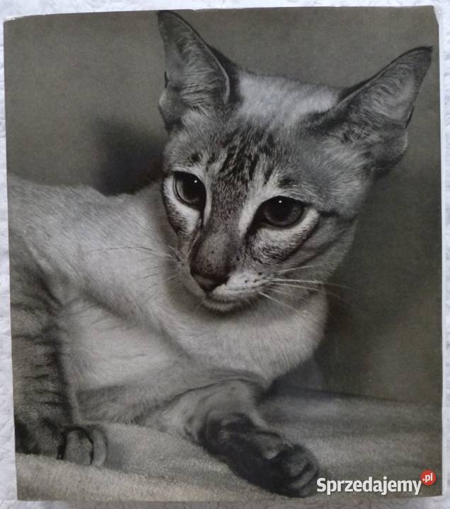 The Big Book of Cats M Burger E Tylinek album, atlas mazowieckie Warszawa